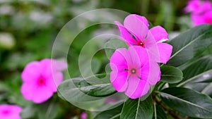 Catharanthus roseus or Madagascar Periwinkle garden flowers