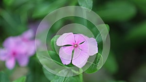 Catharanthus Roseus Madagascar Periwinkle High Definition Footage