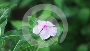 Catharanthus Roseus Madagascar Periwinkle High Definition Footage