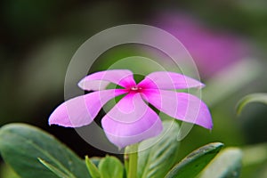 Catharanthus roseus or medicinal Nayantara