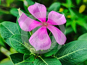 Catharanthus Roseus Or Medicinal Nayantara