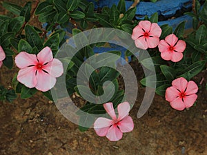 Catharanthus roseus ornamental garden flower