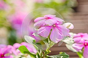 Catharanthus roseus or Periwinkle