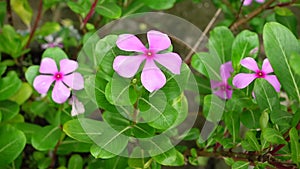 Catharanthus roseus or pink periwinkle flowers are blooming in the garden.