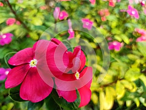 Catharanthus roseus or red periwinkle flower