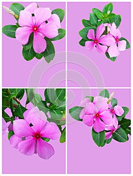 Catharanthus Roseus set photo