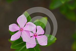 Catharanthus roseus.,Small pink color flowers blossom in nature