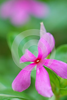 Catharanthus roseus