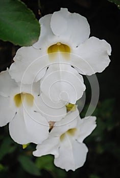 Catharanthus roseus or Tapak Dara