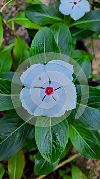 Catharanthus roseus (Tapak Dara)