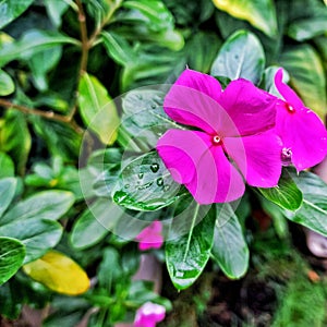 Catharanthus roseus or Vinca as it is popularly known in Brazil