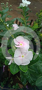 Catharanthus Roseus  or  Vinca flower, pink ,white  Vinca flower in  garden.