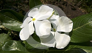 Two sada bahar white flower plant photo