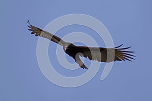 Cathartes aura, jote cabeza colorada, turkey vulture, in flight and looking at the camera photo