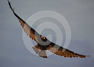 Cathartes aura, jote cabeza colorada, turkey vulture, in flight and looking at the camera photo