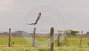 Cathartes Burrovianus Initiating flight 01