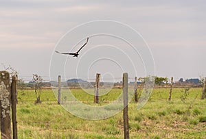 Cathartes Burrovianus Initiating flight 03