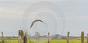 Cathartes Burrovianus Initiating flight 04