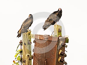 Cathartes perched atop power poles in an isolated outdoor location