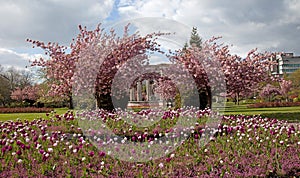 Cathays Park in spring