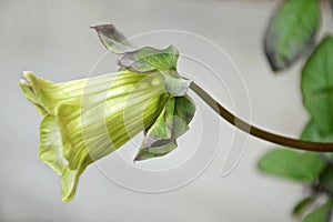 Cathedral bell flower close up