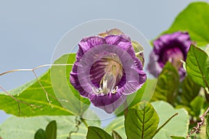 Cathedral bells cobea scandens