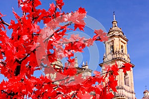 Cathedral of Bogota, Colombia. Focus in red tree. photo