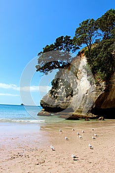 Cathedral Cove New Zealand Seagulls