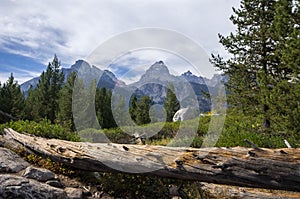 Cathedral Group in Grand Teton National Park behind a log