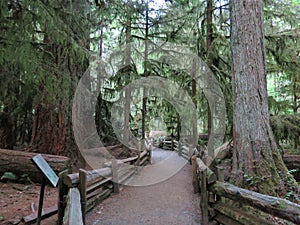 Cathedral Grove