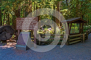 Cathedral Grove Ancient Forest, Vancouver Island, Canada