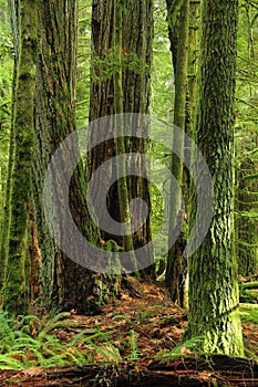 Cathedral Grove, Macmillan Provincial Park, Douglas Firs in Old Growth Forest, Vancouver Island, British Columbia