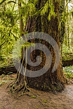 Cathedral Grove - MacMillan Provincial Park, Vancouver Island, B