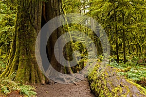 Cathedral Grove - MacMillan Provincial Park, Vancouver Island, B