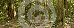 Cathedral Grove Roots and Ferns Panorama