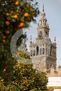 Cathedral of Seville and orange tree