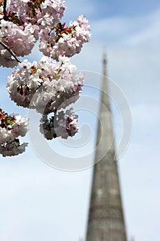 Cathedral Spire & Blossom