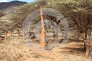 Cathedral termite mound