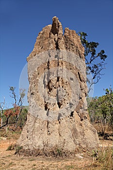 Cathedral termite mound