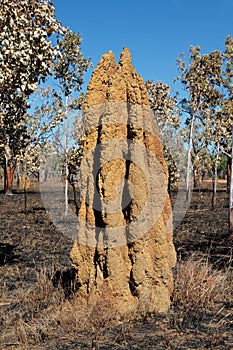 Cathedral termite mound, Australia