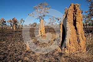 Cathedral termite mounds, Australia