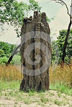 Cathedral termite mounds in Kakadu National Park