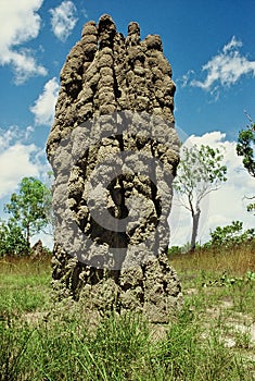 Cathedral termite mounds in Kakadu National Park