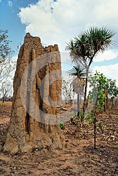 Cathedral termite mounds in Kakadu National Park