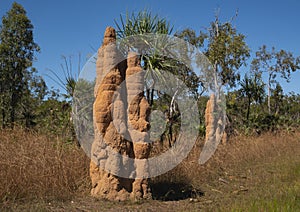 Cathedral termite mounds in Top End Australia