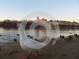 cathedral Zamora romanesque architecture river ducks city tourism visit