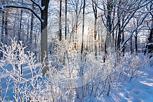 Catherine park in winter, Tsarskoe Selo Pushkin, St. Petersburg, Russia