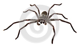 Catherine's Huntsman Spider photo