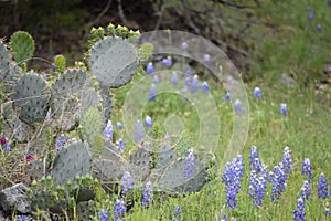 Cati grass and Texas Blue Bonnets