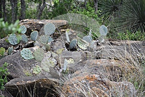 Cati growing around large boulders in South Texas